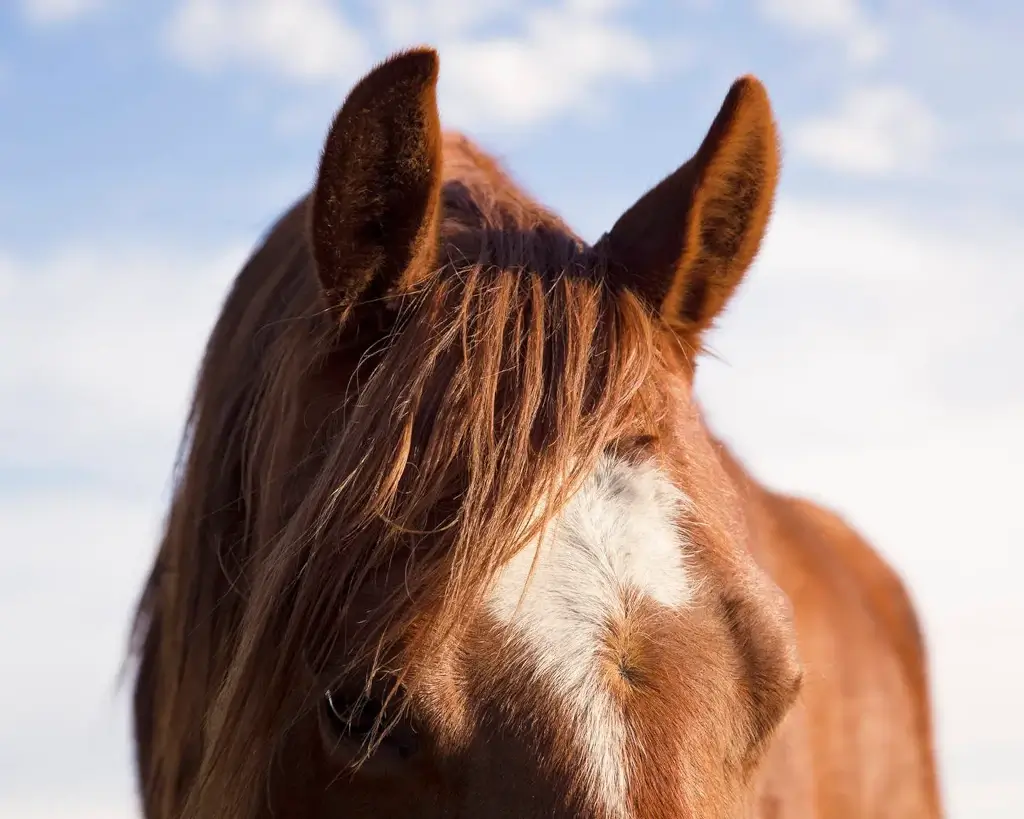 Close-up-of-horse-ears